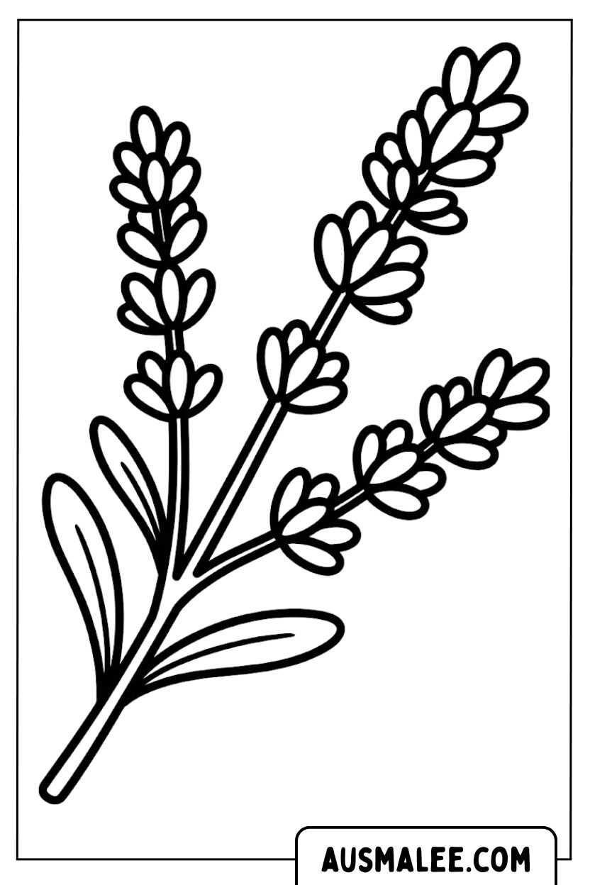 Lavendelplant kleurplaat