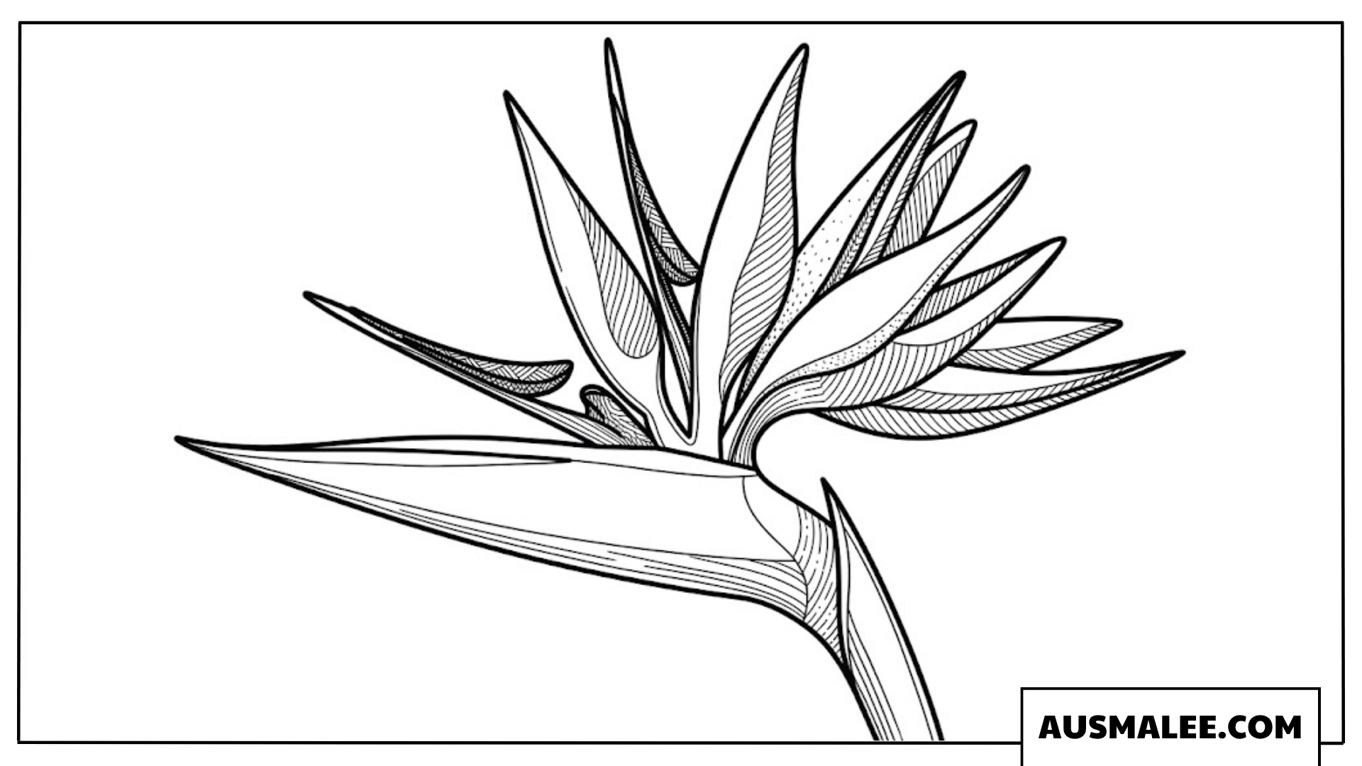 Ausmalbild Strelitzie Paradiesvogelblume im Dschungel