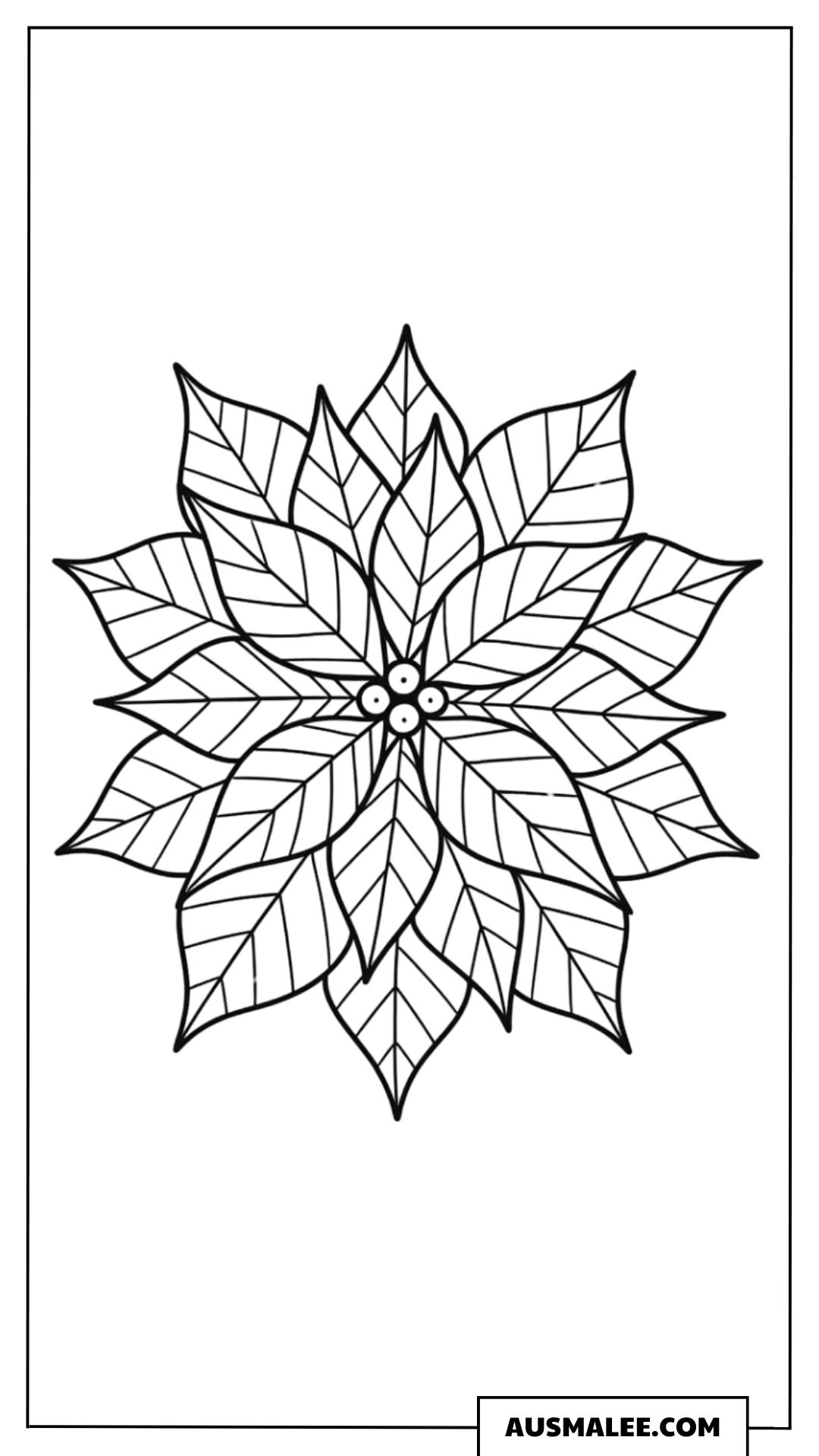 Weihnachtsstern als Poinsettie Ausmalbild