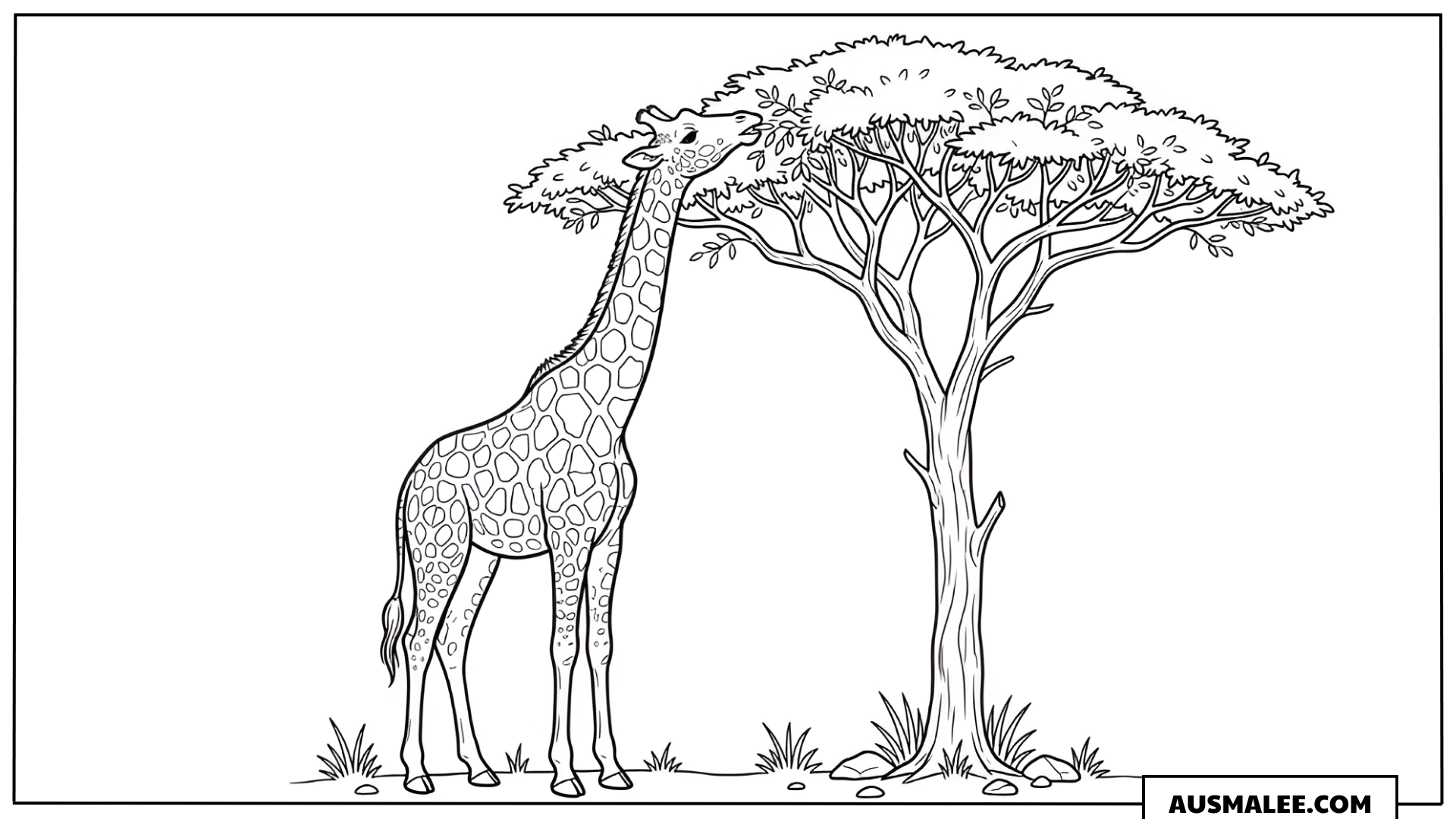 Ausmalbild Giraffe unter Akazie
